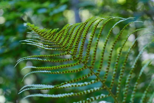 Fougère @ Saint-Ferréol
