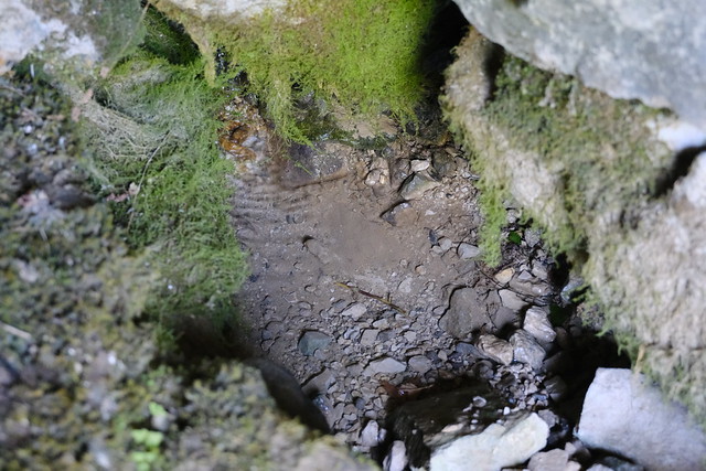 Eau @ Source @ Saint-Ferréol