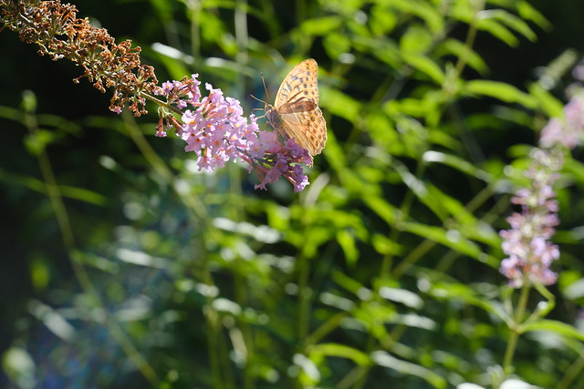 Papillon @ Saint-Ferréol