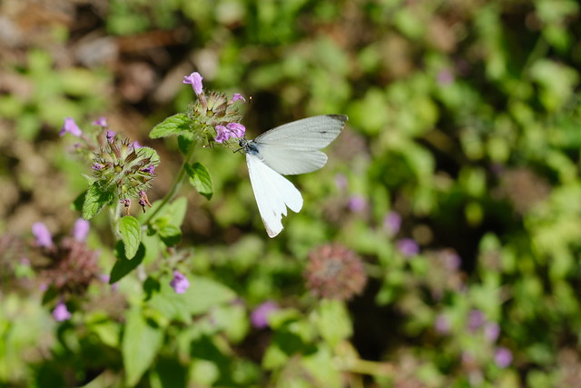 Papillon @ Saint-Ferréol