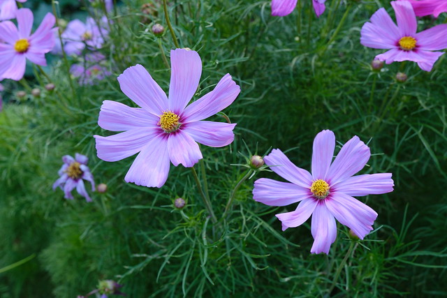 La Combaz @ Saint-Ferréol