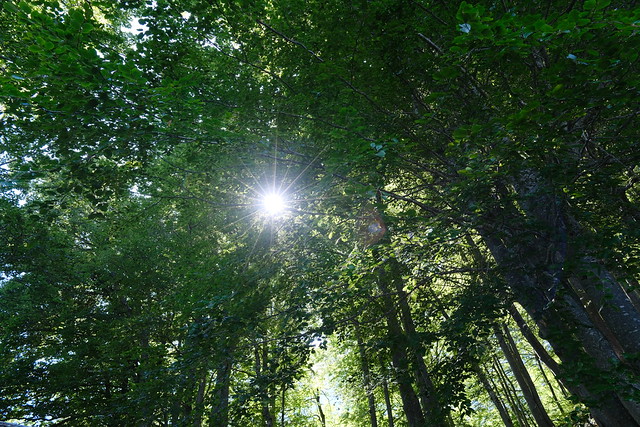 Chalet d'Aigue Faru @ Saint-Ferréol