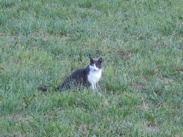 Chat @ Saint-Ferréol