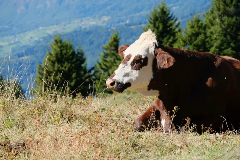 Vache d'Abondance @ Villard-sur-Doron