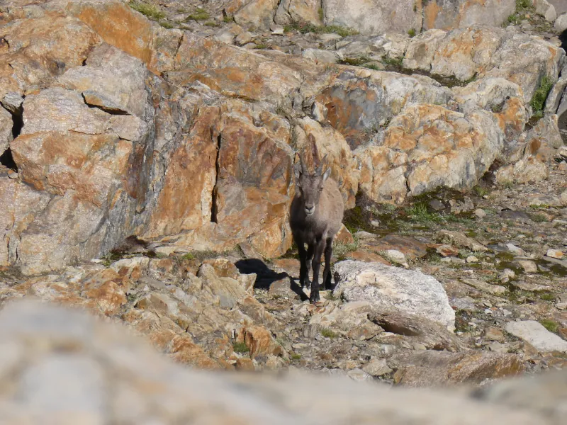 Bouquetin @ Chamonix