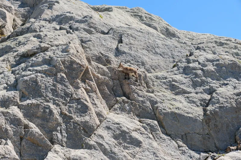 Bouquetin @ Chamonix