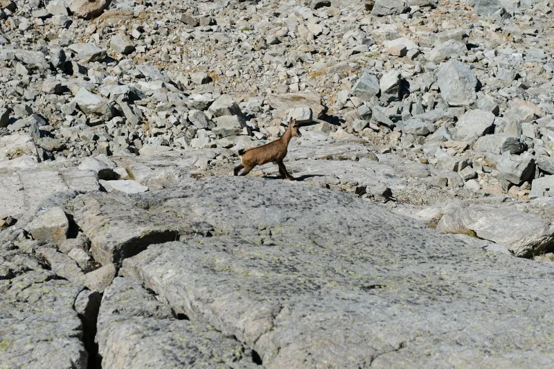 Jeune bouquetin @ Chamonix