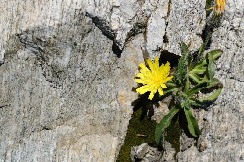 Fleur @ Chamonix